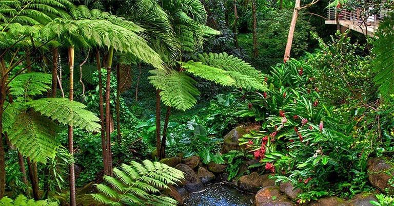 Fauna and flora in El Yunque National Park