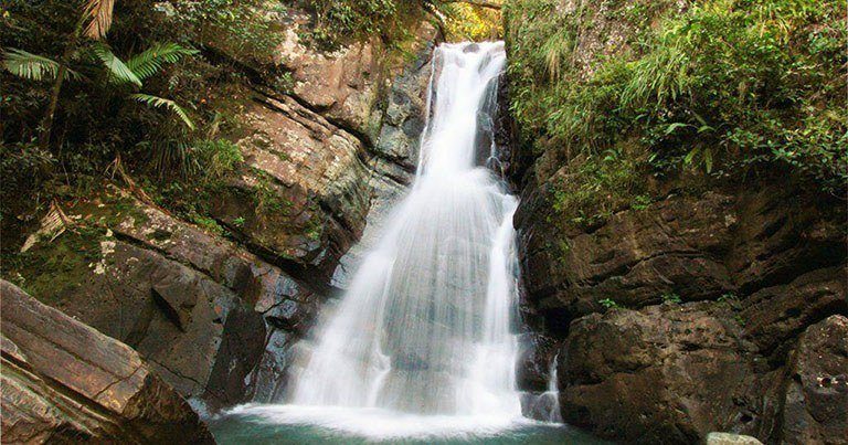 Le ayudamos a organizar su visita hacia el Bosque Tropical El Yunque