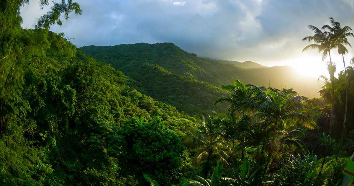 El Yunque Tropical Rainforest